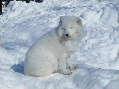Quel est l'animal que le renard polaire suit afin de se nourrir ?