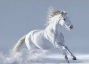 Test Quelle est votre race de cheval ?