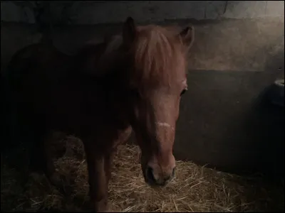 Quelle race préfères-tu parmi les suivantes ? (1/2)