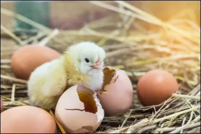 Pendant combien de temps un poussin ne mange pas juste après l'éclosion ?