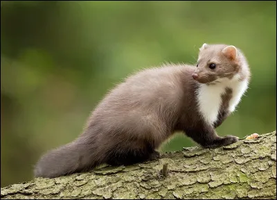 Quel est ce redoutable prédateur de poule, de poussin et dufs ?