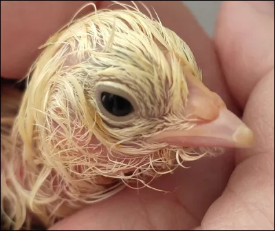 Quel est le nom de cette pointe qui permet au poussin de percer la membrane de la chambre à air, puis la coquille ?