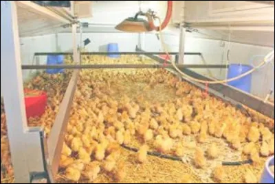 Comment appelle-t-on l'enclos, dans lequel on place les poussins en conditions artificielles ?