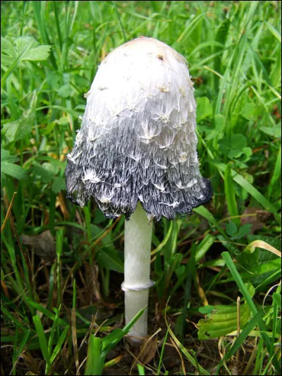 Quel est le nom de ce champignon comestible dont le chapeau recouvre presque le pied ?