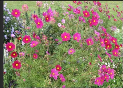 Quel est le nom de cette plante herbacée à fleurs simples, utilisée comme plante ornementale ?