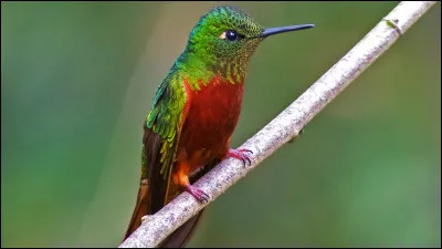 Quel est le nom de ce petit oiseau color&eacute; des Am&eacute;riques, caract&eacute;ris&eacute; par ses battements d'ailes tr&eacute;s rapide ?