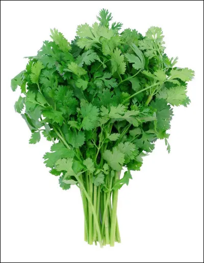 Quel est le nom de cette plante herbacée, un condiment utilisé dans toutes les cuisines du monde pour aromatiser de nombreux plats ?