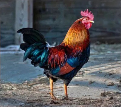 Quel est le nom de cet oiseau de basse-cour, mâle de la poule ?