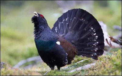 Quel est le nom de cette espèce de coq sauvage qui vit dans les forêts ?