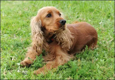Quel est le nom de ce chien de chasse, compact et musclé, apprécié comme animal de compagnie ?