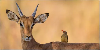 Quel animal préfères-tu ?