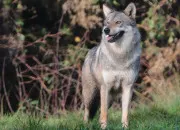 Quiz Le loup