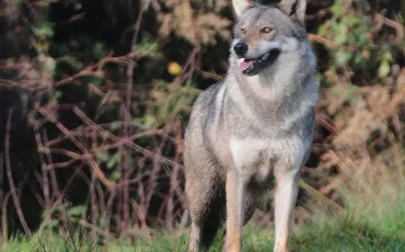 Quiz Loups
