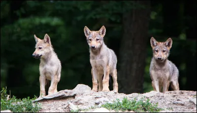 Quel est le nom des bébés loups ?