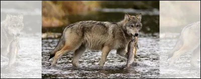 Quelle est la consommation de viande chez les loups adultes en moyenne par jour ?