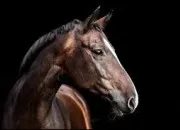 Quiz Quiz Galop 3 !