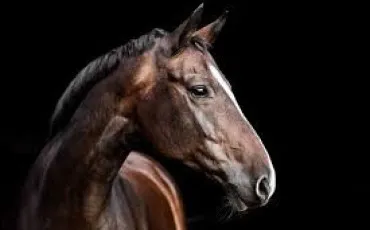 Quiz Equitation