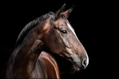 Commençons facile ! De quelle robe est ce cheval ?