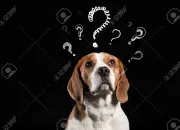 Quiz  quoi ressemble ce chien ?
