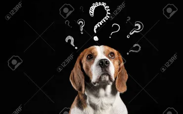 Quiz Chiens