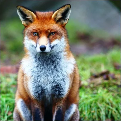 Quelle reine du suspense a publié le roman "La Nuit du renard" ?