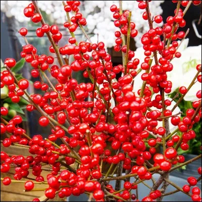 Quelle plante au feuillage persistant et aux fruits rouges a donné un verbe signifiant maltraiter ?