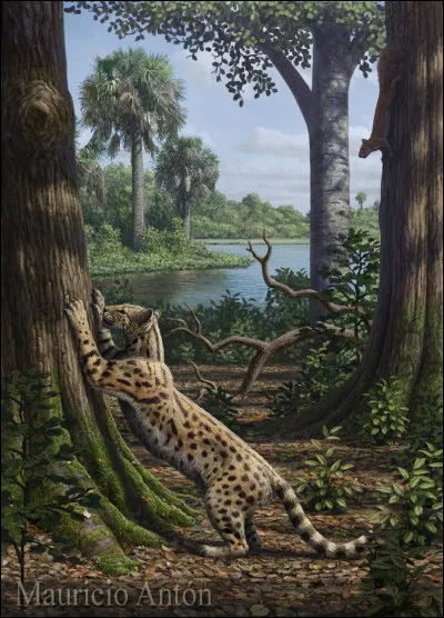 Quel est l'ancêtre le plus vieux de tous les félins ci-dessous ?