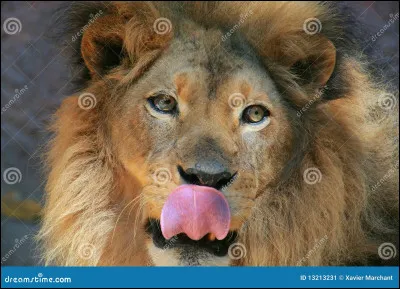 Leur langue guérit-elle les blessures ?