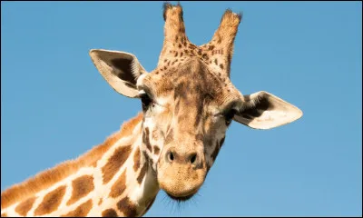Quel animal préfères-tu ? 1/2
