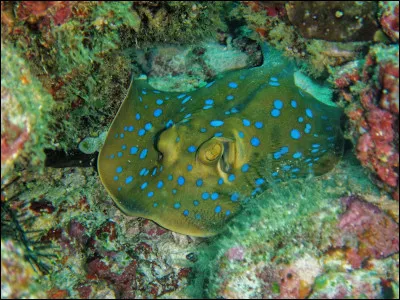 Roman de l'écrivain anglais Alexander Kent !