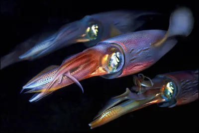 Film de René Clément de 1947 !