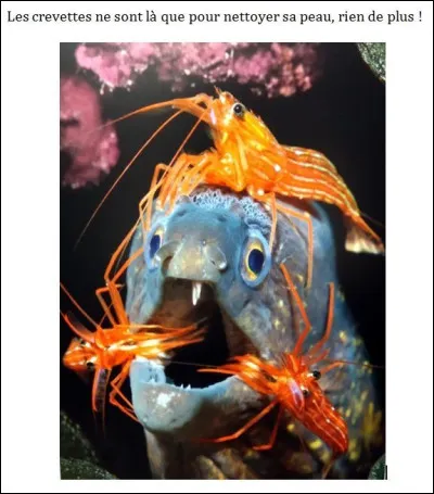 Pour trouver le titre de ce roman, pensez à mettre des lunettes noires et regardez vers la Norvège !