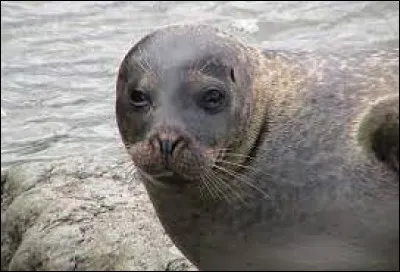 Km 45,2 : Évran. La commune est située dans le bassin Loire-Bretagne. Elle est drainée par la Rance, un canal, le Linon et le Guinefort, quel canal transforme la bretagne en une île ? (je rappelle : une île est une terre entourée d'eau)