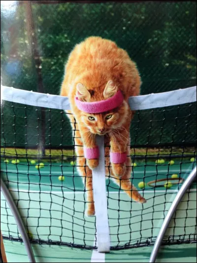 Le plus long match de tennis professionnel s'est disputé entre le Français Nicolas Mahut et l'Américain John Isner et a duré 11 heures et 5 minutes.