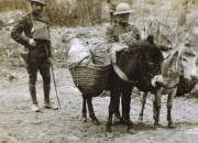 Quiz Hommage aux animaux de la Premire Guerre mondiale