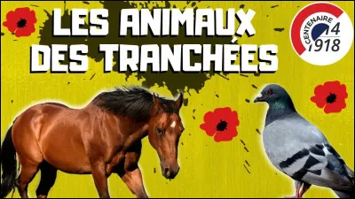 Quel est le nombre d'animaux qui ont péri à cause de la Première Guerre mondiale ?
