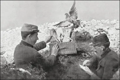 Combien de pigeons voyageurs ont été impliqués dans la Première Guerre mondiale ?