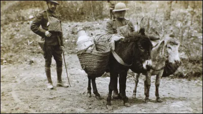 Quel est le nombre d'ânes ayant pris part à la Première Guerre mondiale, au sein de l'armée française ?