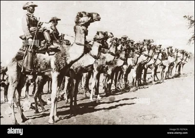 Quel fut le nombre total des chameaux participant à la Première Guerre mondiale ?