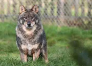 Quiz Loup en folie