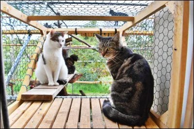 Après avoir quitté le refuge, où vont Maruru et Hachi ?