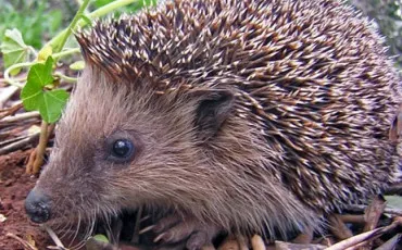 Quiz Animaux