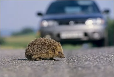 Pour quelle raison la population des hérissons diminue-t-elle fortement en Europe ?
