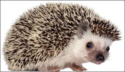 Pourquoi le hérisson possède-t-il ces piquants sur son dos ?