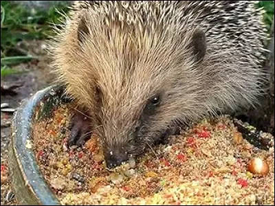Quelle est l'alimentation du hérisson ?