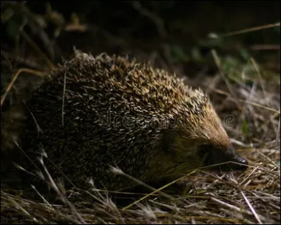 Le hérisson est un animal plutôt...