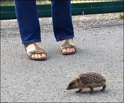 À quelle époque risque-t-on de l'apercevoir ?