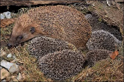 Comment se nomme la femelle ?