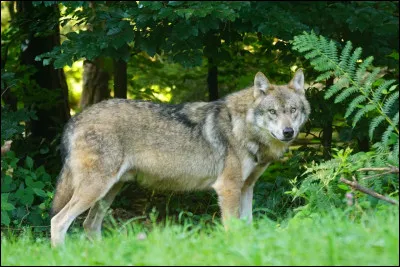 Combien y a-t-il de loups en France en 2024 ?
