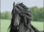 Quiz Connais-tu les races de chevaux ?